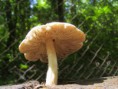 /album/kepgaleria-kirandulas-gaja-volgy/s73f9283-jpg/